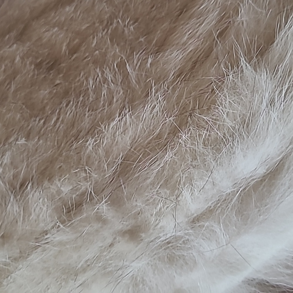 Coat - Picture 4 of 5